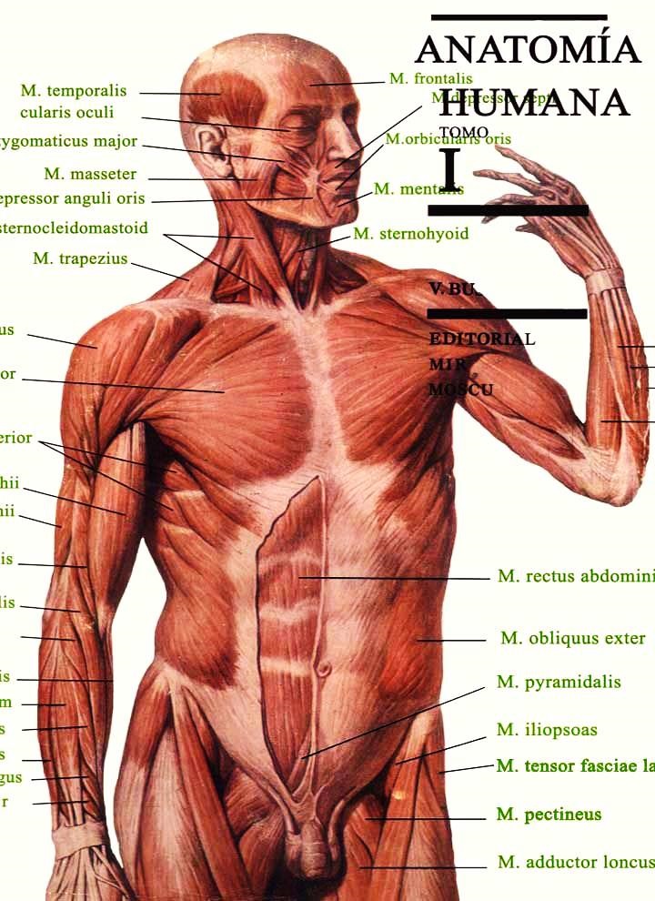 Quiroz anatomia pdf tomo 2 pdf